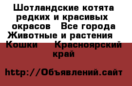 Шотландские котята редких и красивых  окрасов - Все города Животные и растения » Кошки   . Красноярский край